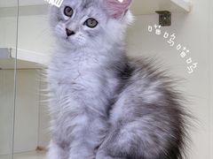 -十年猫舍·猫咪专门店(普陀店)