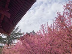 -西安青龙寺遗址景区