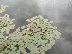 -白鹭湾湿地公园