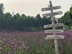 -大塘金香草谷