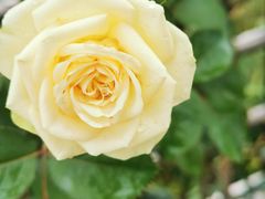 -昆山城市生态森林公园