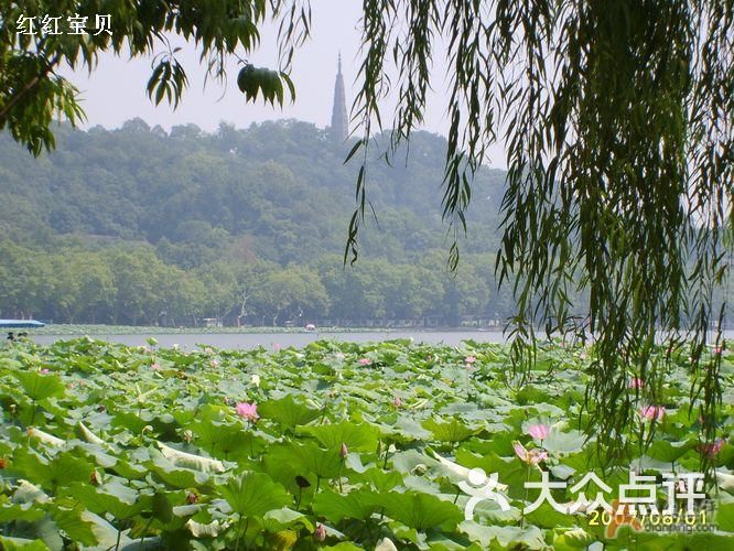 西湖风景名胜区西湖、柳树、荷花图片-郑州自