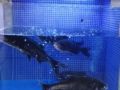 -香山湖渔家大院