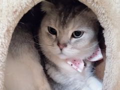 -猫小院猫主题咖啡厅(北锣店)