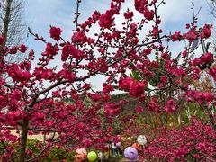 -桃源山庄·水蜜桃采摘·柴火鸡·烧烤团建(龙泉山店)
