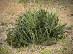 -东莞植物园