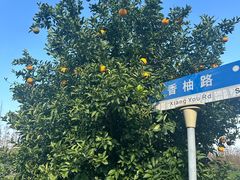 -上海长兴岛郊野公园