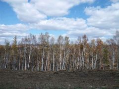 -塞罕坝国家级自然保护区
