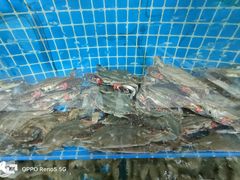 梭子蟹-聚德福海鲜家常菜(刘庄店)