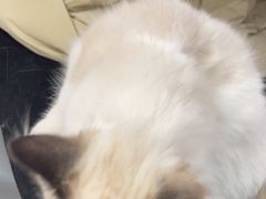 -艾贝尔宠物医院·24H转诊中心·肿瘤猫专科(江宁双龙店)
