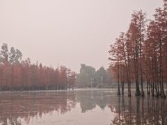 -白鹭湾湿地公园