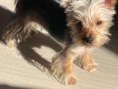 -翊宠yipet猫狗购宠庄园犬舍•猫舍