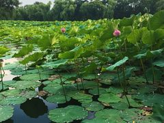 -清真喜兰老丁羊汤特色小吃