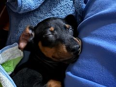 -博特宠物医院24h犬猫全科.骨科·异宠