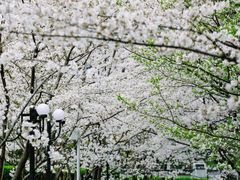 -陆家嘴中心绿地