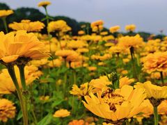 -苏州太湖西山岛开心农场