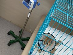 -喜多萌中农锦绣动物医院24H·猫科·牙科MRI·CT