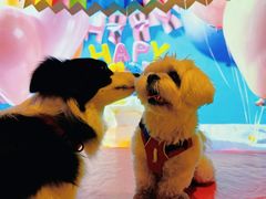 -百好乐宠物友好餐厅(朝外大街店)