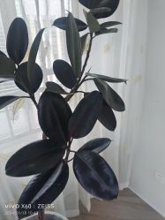 -HEYAN荷妍专业脱毛连锁机构