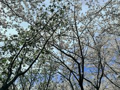-高东镇樱花园