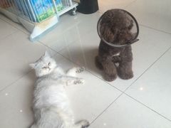 -Oh My Dog宠物沙龙(伊珊娜皮毛护理店)