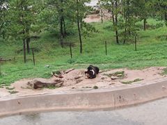 -青藏高原野生动物园