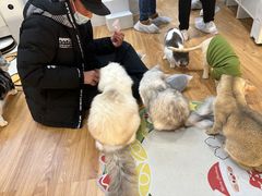 -COLOR PETS 撸猫馆·购猫·猫咖(长风大悦城店)