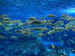 -海合安成都极地海洋公园