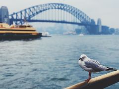 -悉尼海港大桥