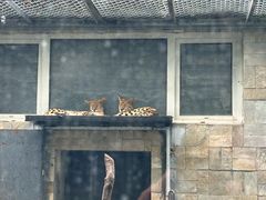 -哈尔滨北方森林动物园