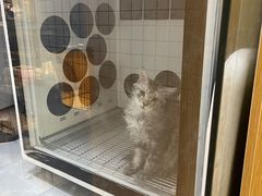 -袖虎宠物·金渐层缅因猫舍(灵芝店)