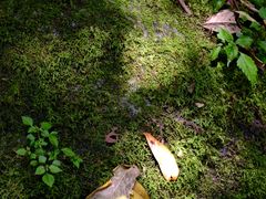 -西岭雪山大飞水景区