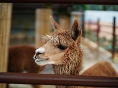 -杭州野生动物世界