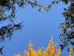 -泰山风景名胜区-普照寺