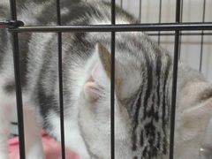 -瑞鹏·疫苗·绝育·宠物医院(金沙洲店)