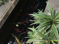 -谷咖啡·鲜花绿植花园餐厅