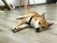 -浣熊柯尔鸭土拨鼠·电玩咖