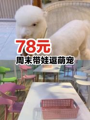 -Moni星球萌宠·小马宝莉·灵蛇·高端高阶全萌宠互动体验俱乐部(红豆国际广场店)