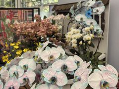 -上海鲜花港