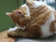 -猫亿天猫咖