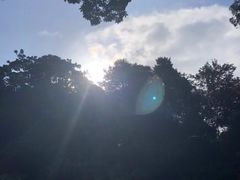 -深圳仙湖植物园