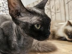 -楼上猫咖(罗湖店)