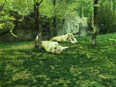 -北京野生动物园