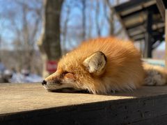 -宫城藏王狐狸村