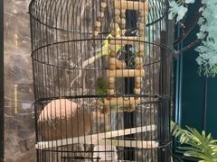 -雀蓝川菜(奥体广场店)