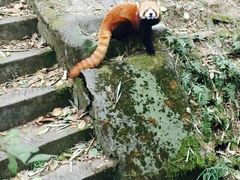 android_upload_pic-成都大熊猫繁育研究基地