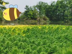 -桤木河湿地公园