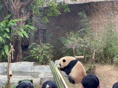 -灵玲国际马戏城