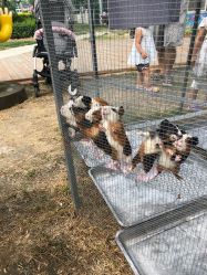 -萌宠亲子动物乐园(槐房万达店)