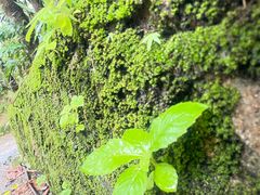 -海南热带雨林国家公园吊罗山景区